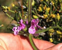 Stachys grandidentata