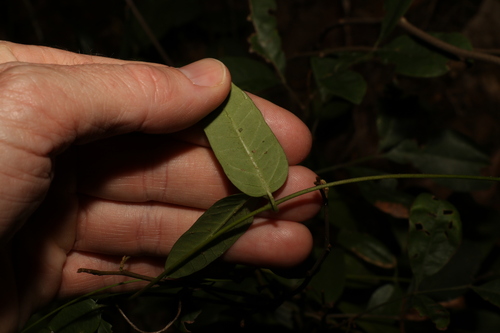 Image of Parsonsia lanceolata by (c) Greg Tasney, some rights reserved (CC BY-SA)