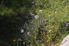 Puya coerulea
