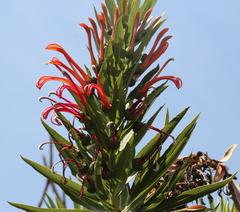 Lobelia excelsa