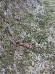 Epidaus