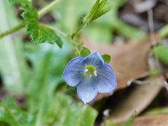 Veronica calycina
