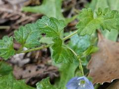 Veronica calycina