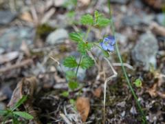 Veronica calycina