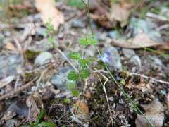 Veronica calycina