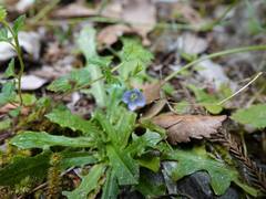 Veronica calycina