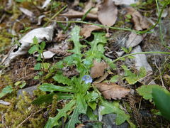 Veronica calycina