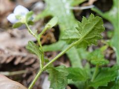 Veronica calycina