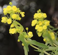 Calceolaria morisii