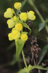Calceolaria morisii