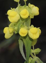 Calceolaria morisii