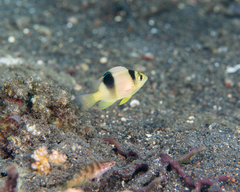 Two-Barred Puller photo 4