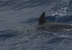 Steno bredanensis