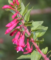 Fuchsia lycioides