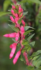 Fuchsia lycioides