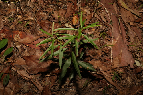 Image of Denhamia silvestris by (c) Greg Tasney, some rights reserved (CC BY-SA)