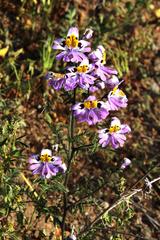 Schizanthus litoralis