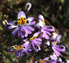 Schizanthus litoralis