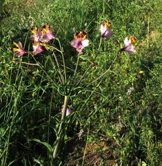 Schizanthus litoralis