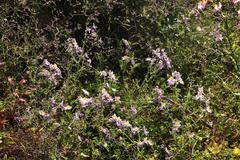 Schizanthus litoralis