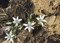 Ornithogalum trichophyllum