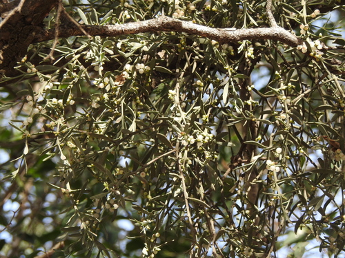 Image of Phoradendron quadrangulare by (c) Eduardo Luis Beltrocco, some rights reserved (CC BY)