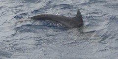 Steno bredanensis