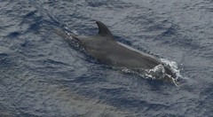 Steno bredanensis