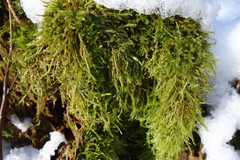 Pseudisothecium myosuroides