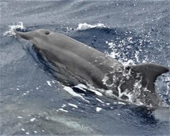 Steno bredanensis