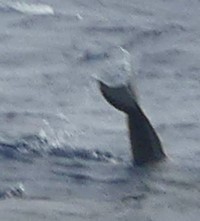 Steno bredanensis