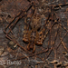 Chilean Tiger Spider - Photo (c) Lucas Rubio, some rights reserved (CC BY), uploaded by Lucas Rubio