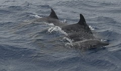 Steno bredanensis