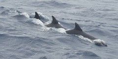 Steno bredanensis