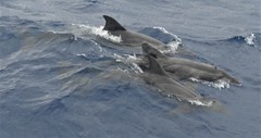 Steno bredanensis