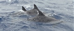 Steno bredanensis