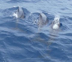 Steno bredanensis