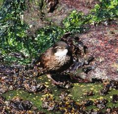 Cinclodes nigrofumosus