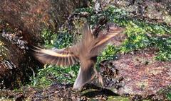 Cinclodes nigrofumosus