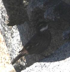 Cinclodes nigrofumosus