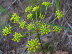 Nanobubon strictum