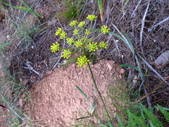 Nanobubon strictum