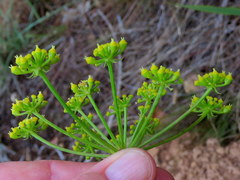 Nanobubon strictum