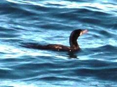 Nannopterum brasilianum brasilianum