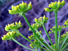 Nanobubon strictum