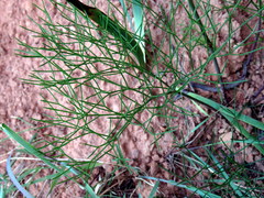 Nanobubon strictum