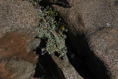 Nolana crassulifolia