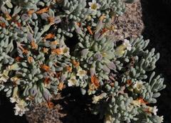 Nolana crassulifolia