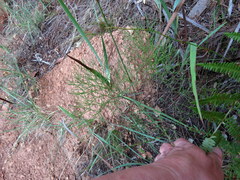 Nanobubon strictum