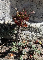 Oxalis megalorrhiza